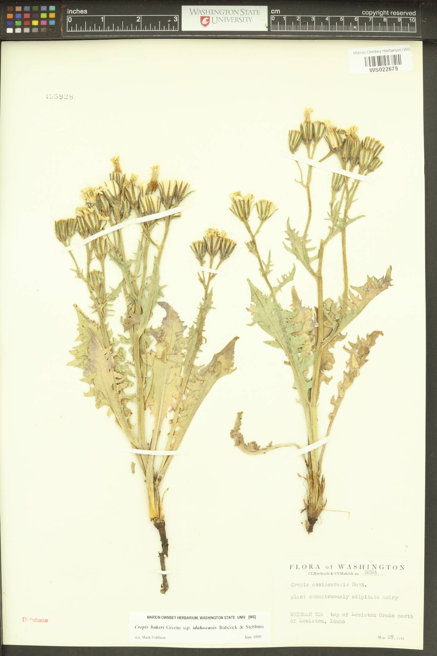 Crepis bakeri subsp. idahoensis image