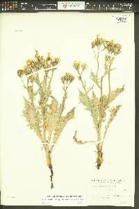 Crepis bakeri image