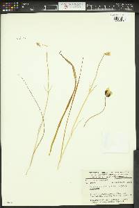 Calochortus barbatus image