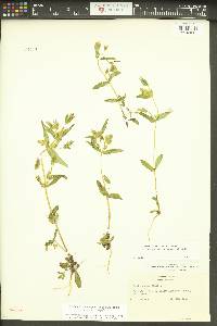 Gentianella heterosepala subsp. heterosepala image