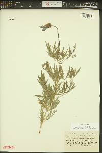 Clematis hirsutissima image