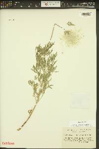 Clematis hirsutissima image