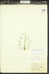 Cardamine holmgrenii image