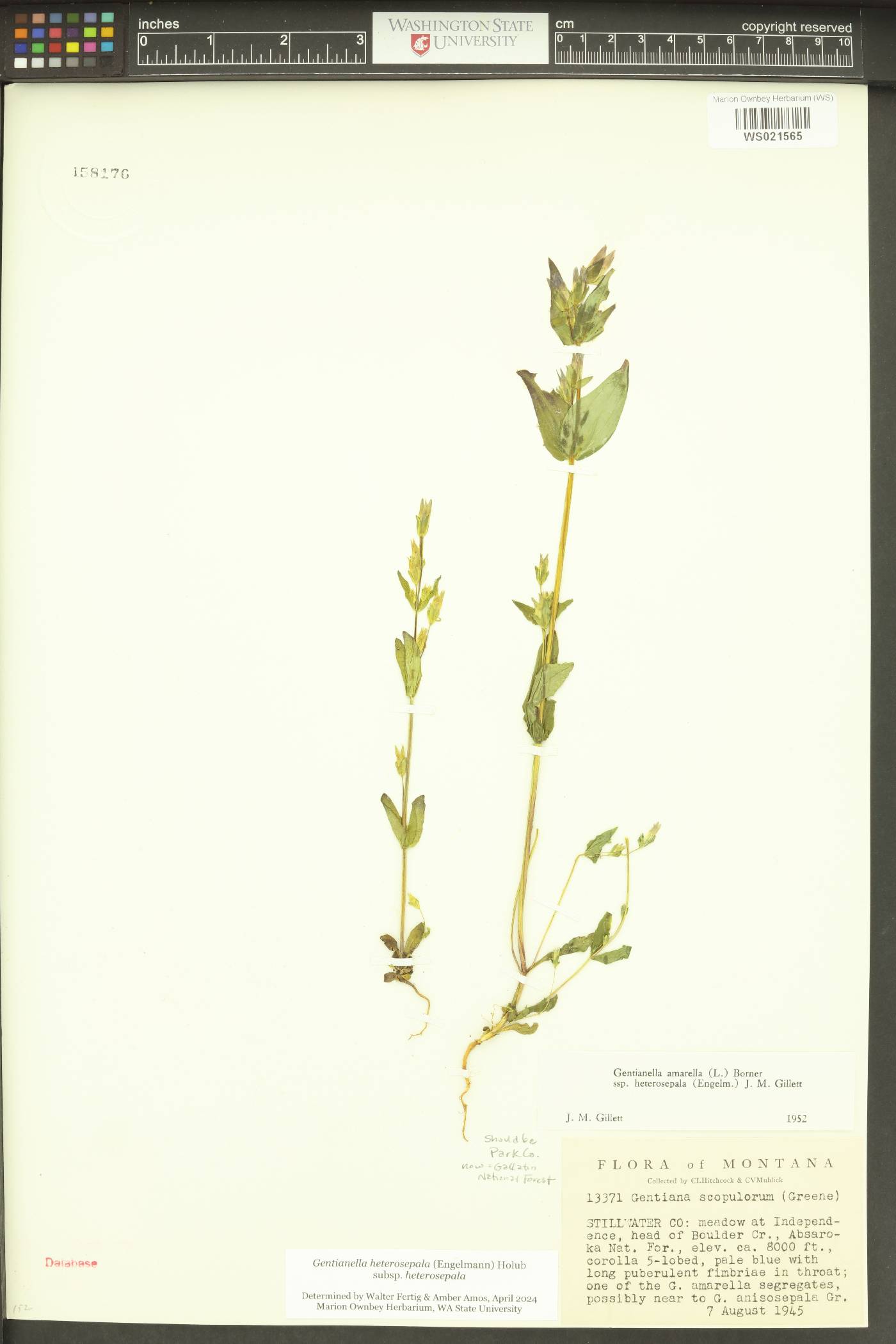 Gentianella heterosepala subsp. heterosepala image