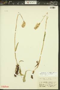 Bistorta bistortoides image