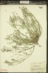 Astragalus microcystis image