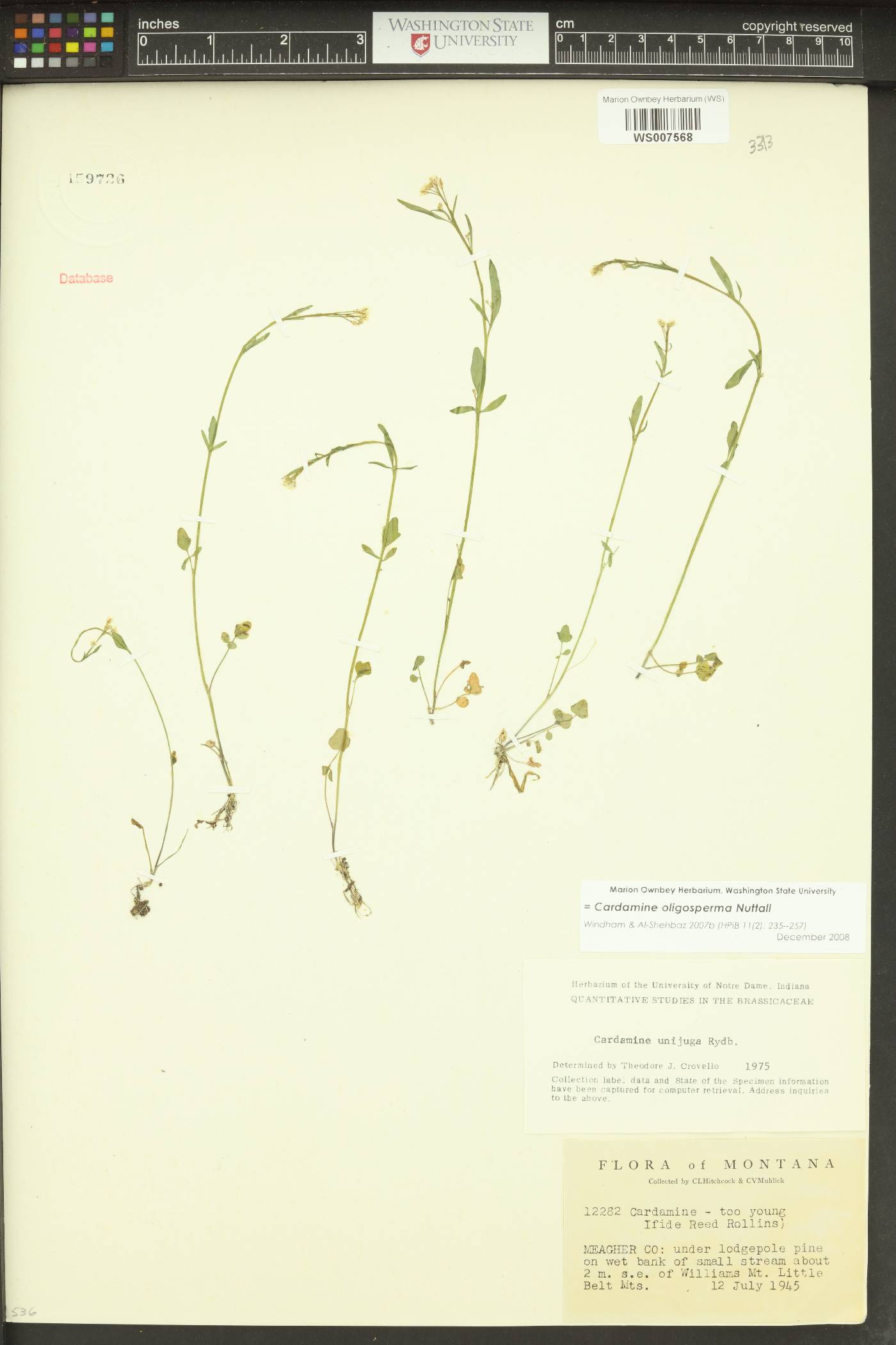 Cardamine holmgrenii image