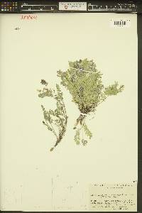 Astragalus microcystis image