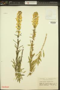 Linaria vulgaris image
