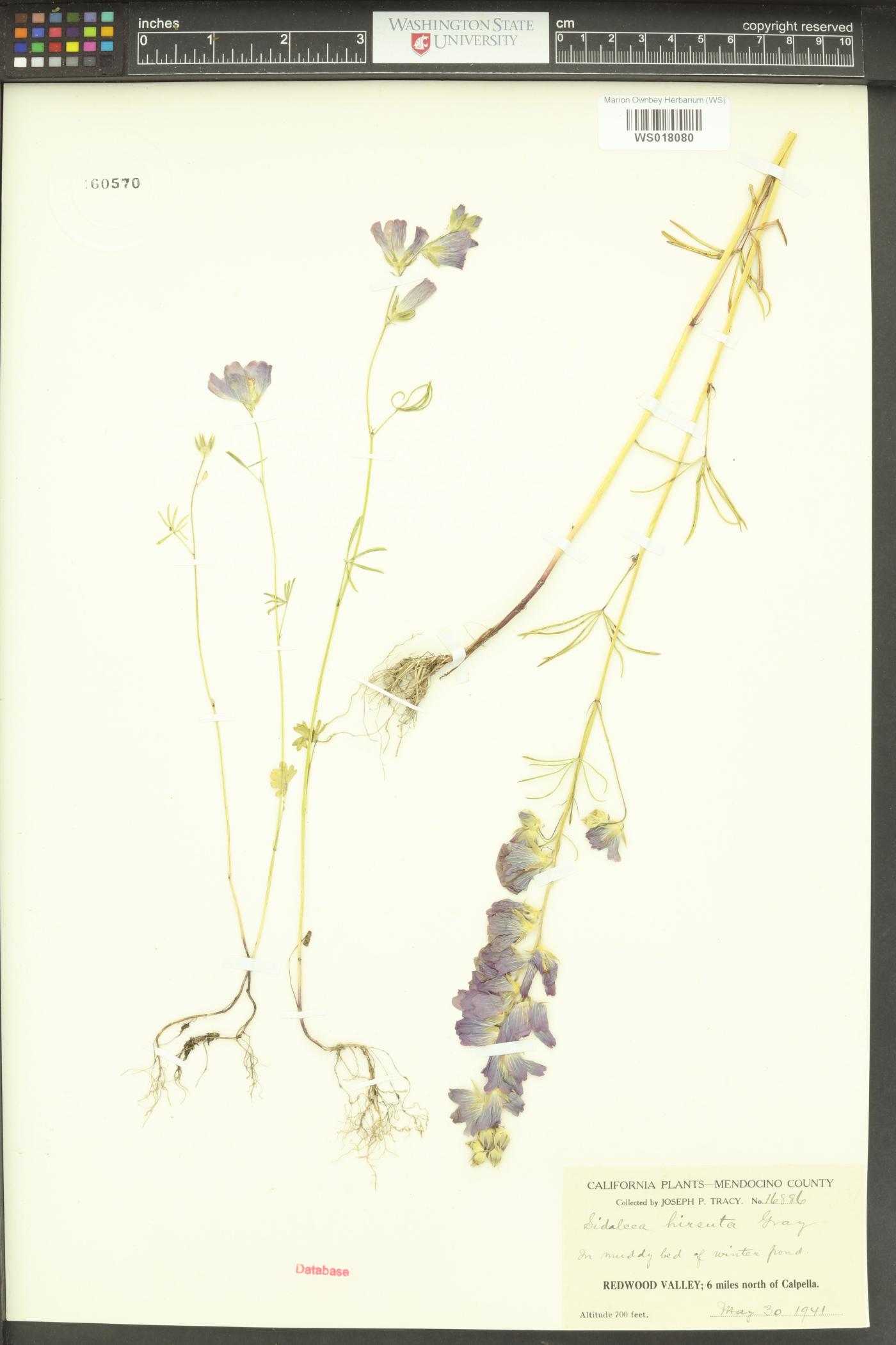Sidalcea hirsuta image