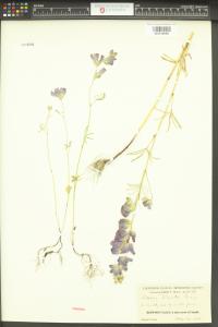 Sidalcea hirsuta image