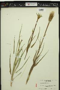 Tragopogon pratensis image