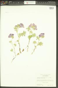 Sidalcea diploscypha image