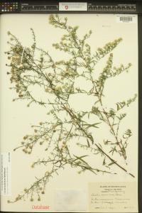 Symphyotrichum lateriflorum image