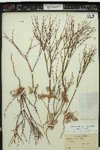 Eriogonum davidsonii image