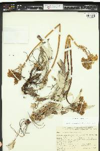Eriogonum compositum image