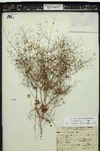 Eriogonum contiguum image