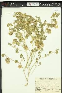 Physalis crassifolia image