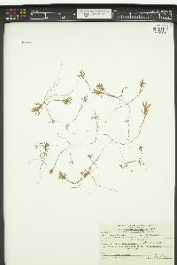 Eriogonum fasciculatum image