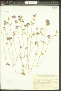 Sidalcea hartwegii image