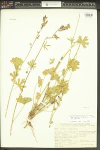 Sidalcea asprella image