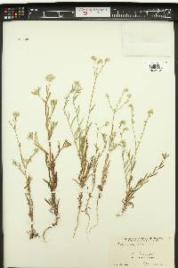 Cryptantha intermedia image