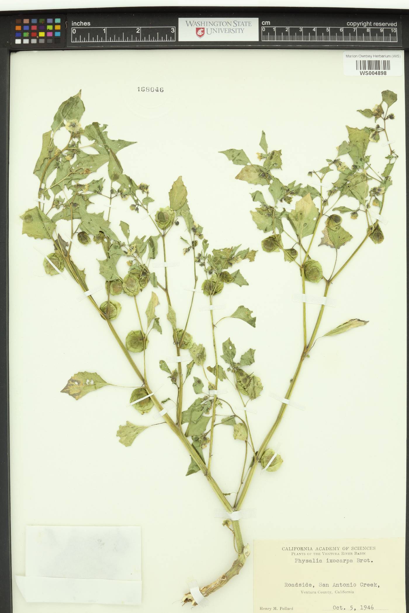 Physalis philadelphica var. immaculata image