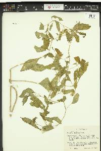 Physalis longifolia image