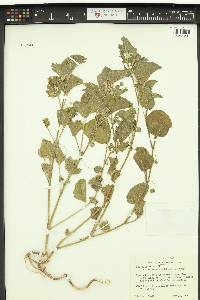 Physalis cinerascens image