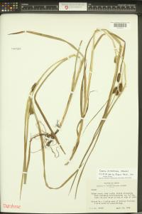 Carex aureolensis image