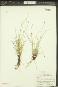 Carex retroflexa image
