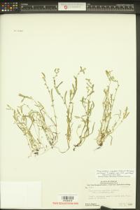 Plagiobothrys scouleri var. hispidulus image
