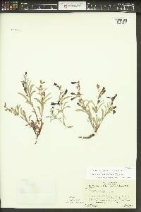 Penstemon nyeensis image