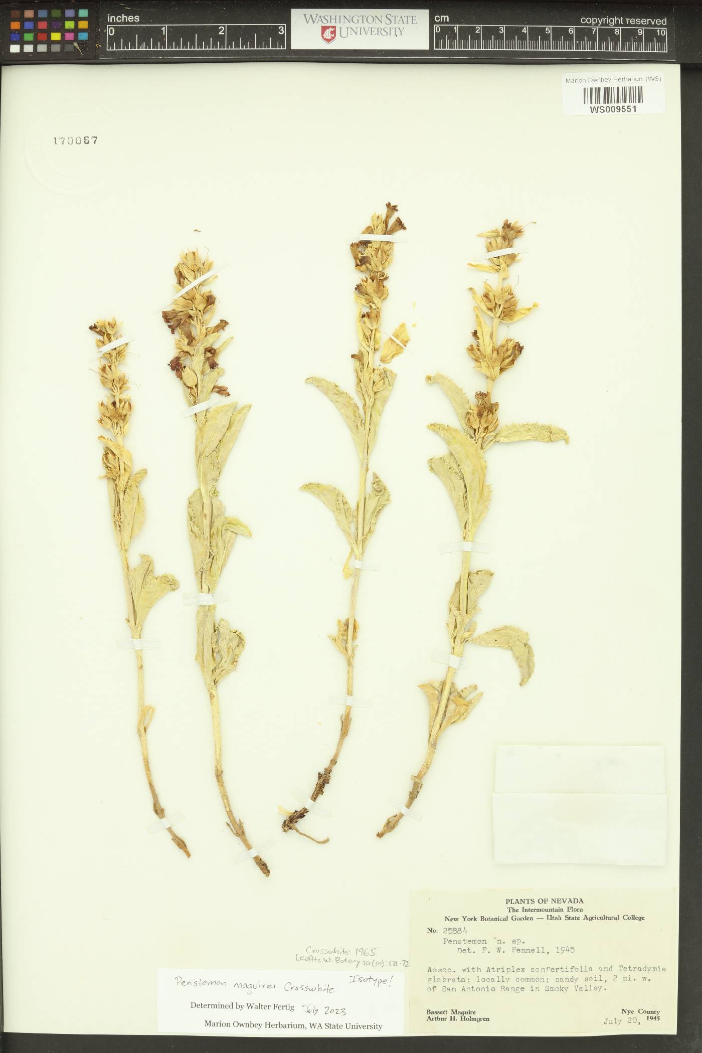 Penstemon maguirei image