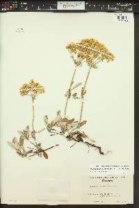 Eriogonum heracleoides image