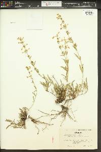Penstemon deustus image