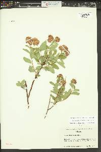 Spiraea splendens image