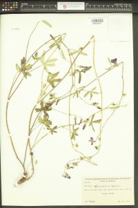 Sidalcea glaucescens image