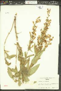 Penstemon venustus image