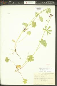 Sidalcea asprella image