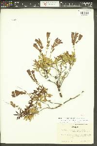 Penstemon fruticosus image