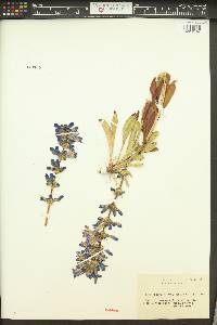 Penstemon payettensis image