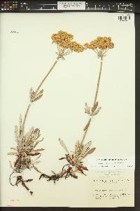 Eriogonum heracleoides image