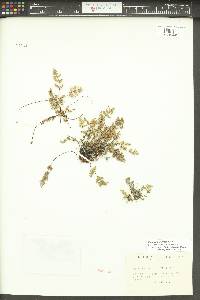 Myriopteris gracilis image