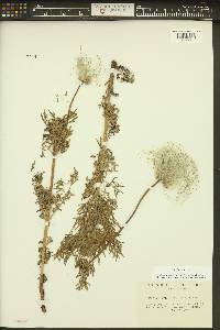 Clematis hirsutissima image