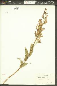 Penstemon venustus image