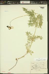 Clematis hirsutissima var. hirsutissima image