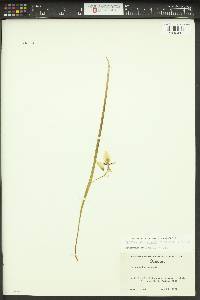Calochortus elegans image