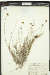 Eriogonum fasciculatum image