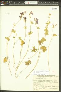 Sidalcea asprella image